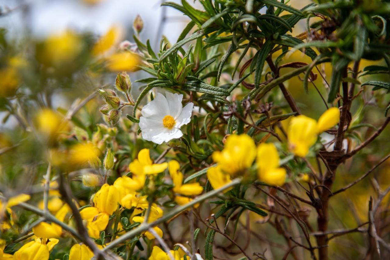 Masseria Scaledda มันดูเรีย ภายนอก รูปภาพ
