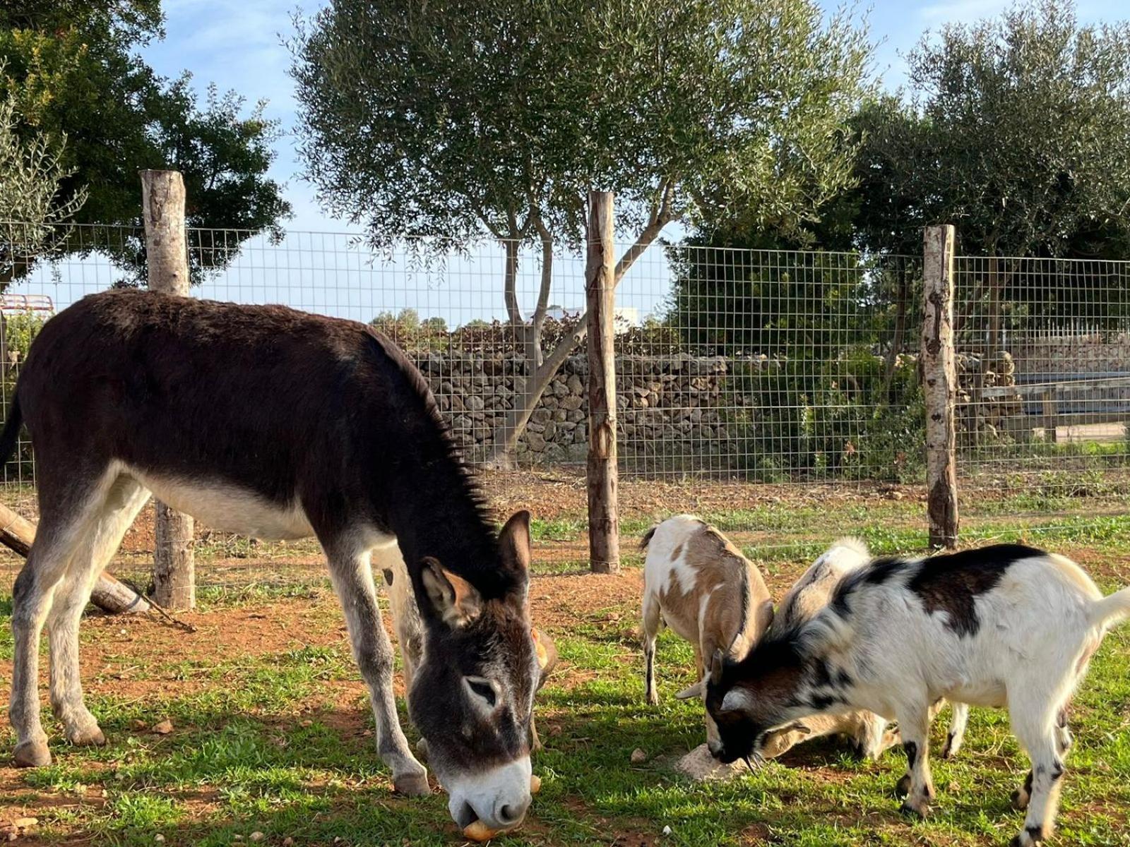 Masseria Scaledda มันดูเรีย ภายนอก รูปภาพ